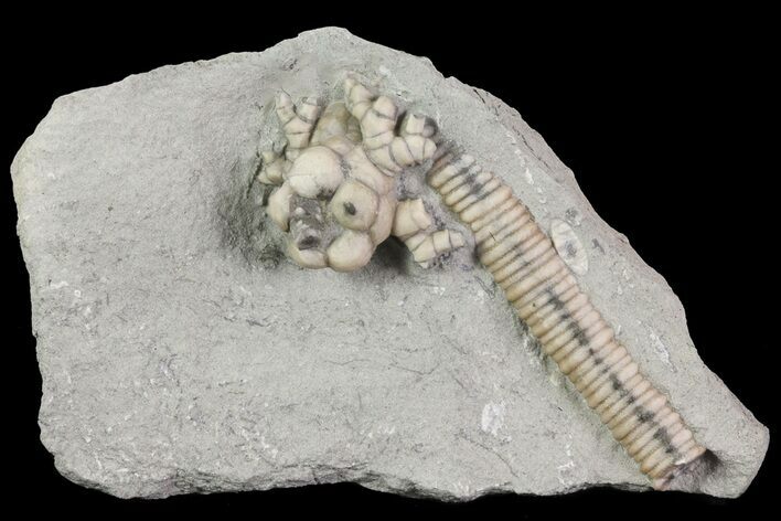Bargain Hylodecrinus Crinoid Fossil - Crawfordsville, Indiana #68478